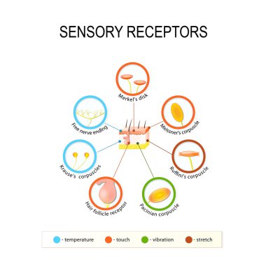 human skin and sensory receptors. clipart