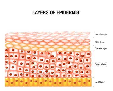 Layers of epidermis  clipart