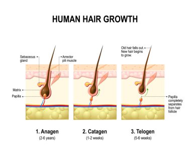 Hair growth. anagen is the growth phase; catagen is the regressing phase; and telogen, the resting or quiescent phase. clipart
