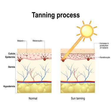 Tanning process. Skin. Human anatomy clipart