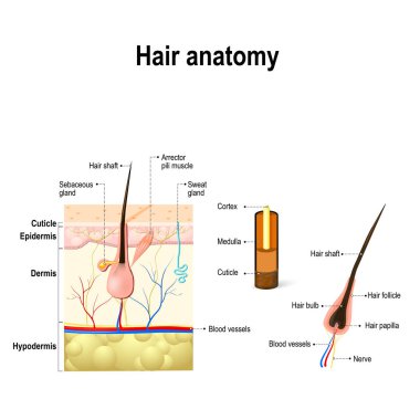 human Hair Anatomy. clipart