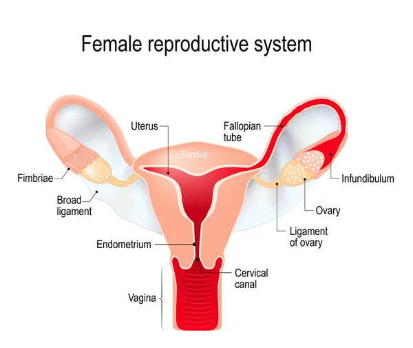 Utérus avec ligament large sur le fond blanc — Image vectorielle