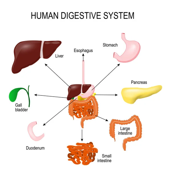 Sistema digestivo humano — Vetor de Stock