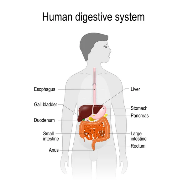 Platsen för matsmältningssystemet i människokroppen. — Stock vektor
