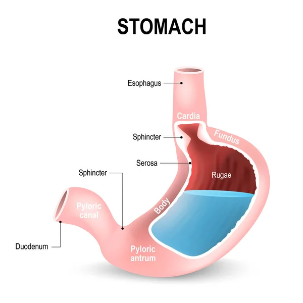 A szerkezet a belsejében a gyomor részletes rajza — Stock Vector