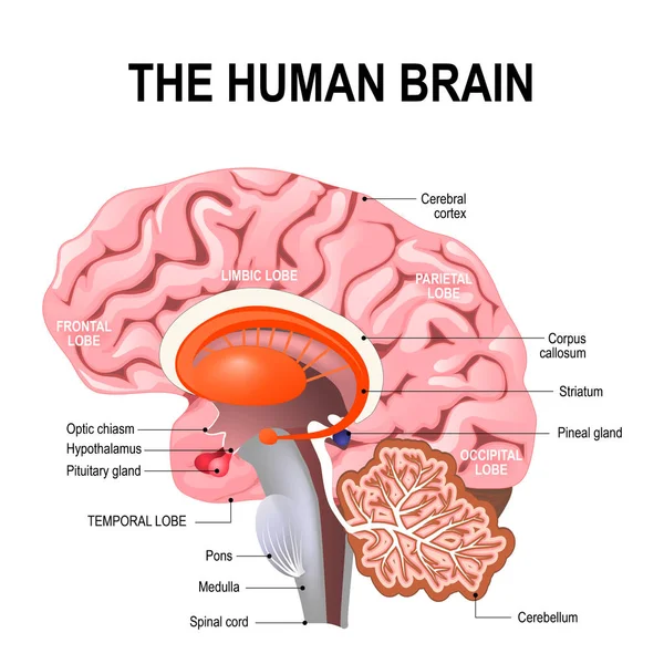 Anatomia detalhada do cérebro humano . —  Vetores de Stock