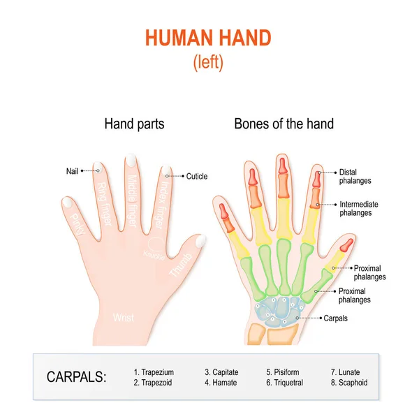 Partes de manos humanas y huesos. Mano izquierda . — Vector de stock