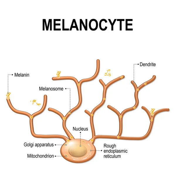 Structure du mélanocyte — Image vectorielle