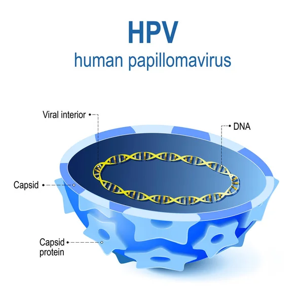 Sezione trasversale di papillomavirus capside con DNA — Vettoriale Stock