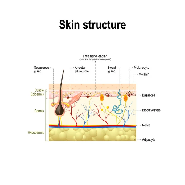 Pelle umana e struttura dei capelli . — Vettoriale Stock