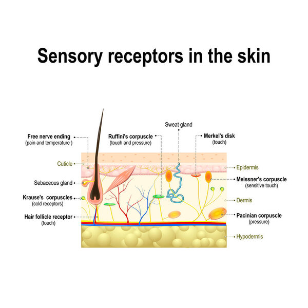 сенсорная система человека в коже
. 