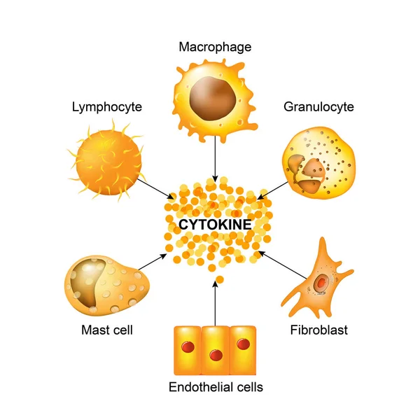 Клетки, которые производят цитокины — стоковый вектор