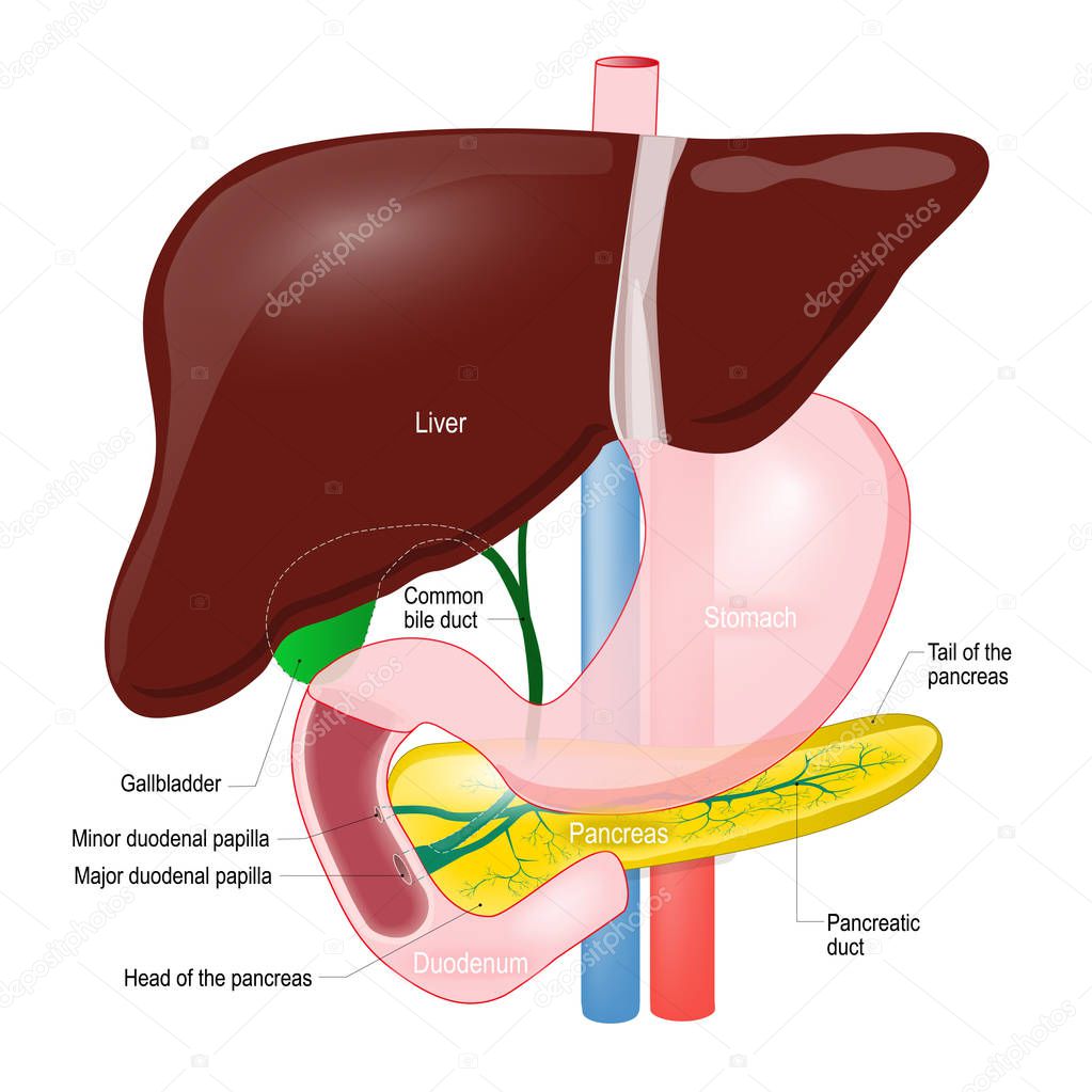 Gallbladder duct. anatomy of the pancreas, liver, duodenum and s