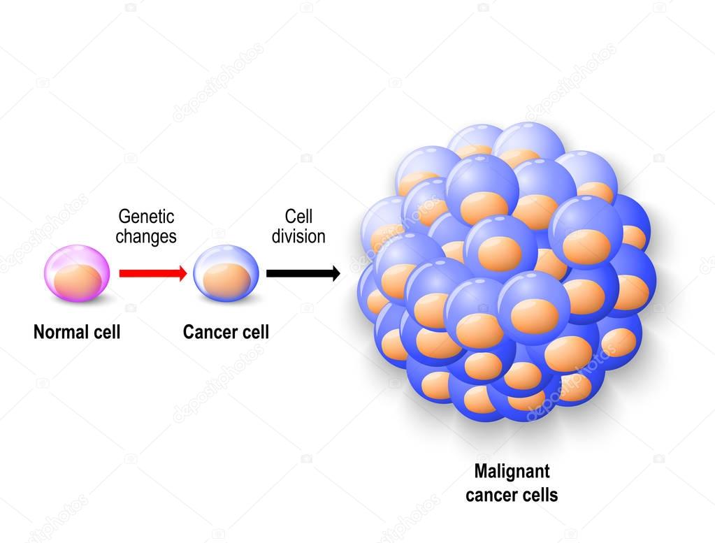 Normal human cell, cancer cell and malignant cancer