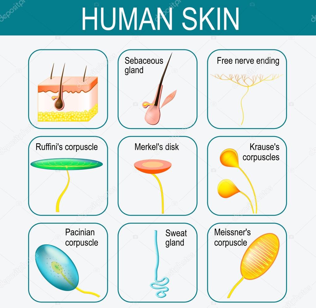 Elements of the human skin. Set icons