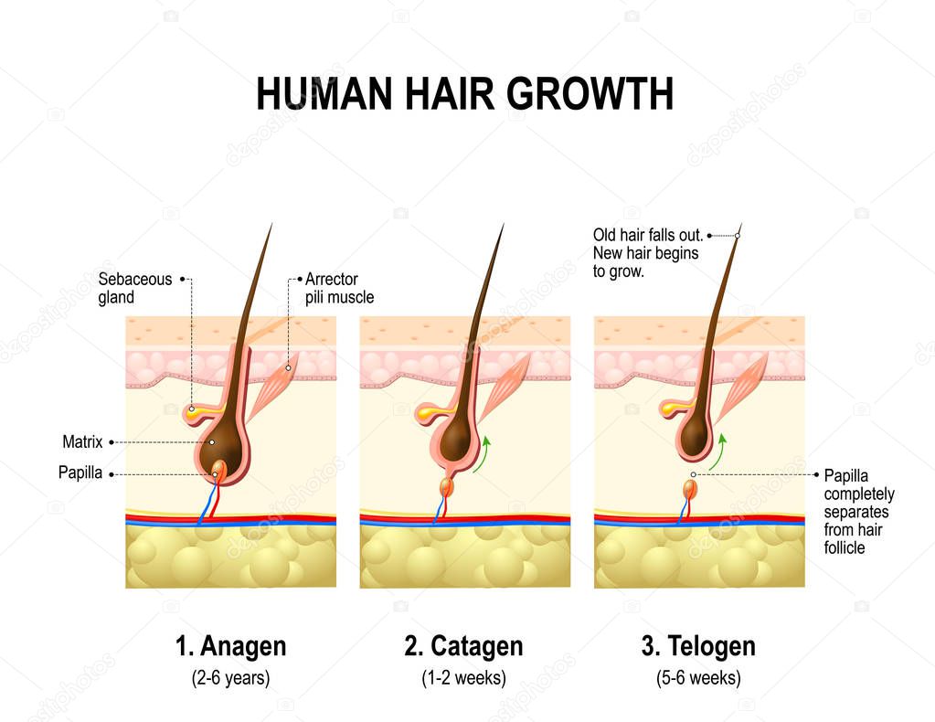 Hair growth. anagen is the growth phase; catagen is the regressing phase; and telogen, the resting or quiescent phase.