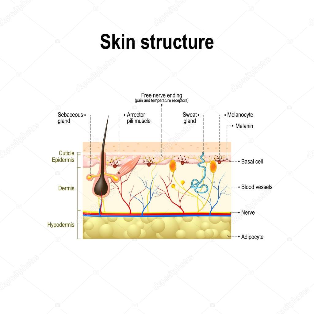 human skin and hair structure. 