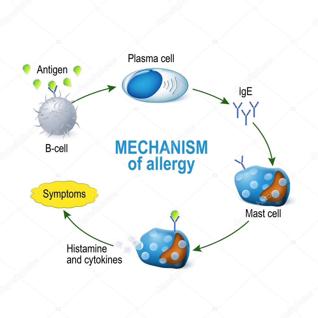 Mechanism of allergy. Mast cells and allergic reaction