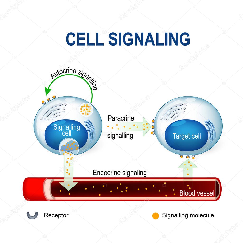  cell signaling. intracrine, autocrine and endocrine signals.