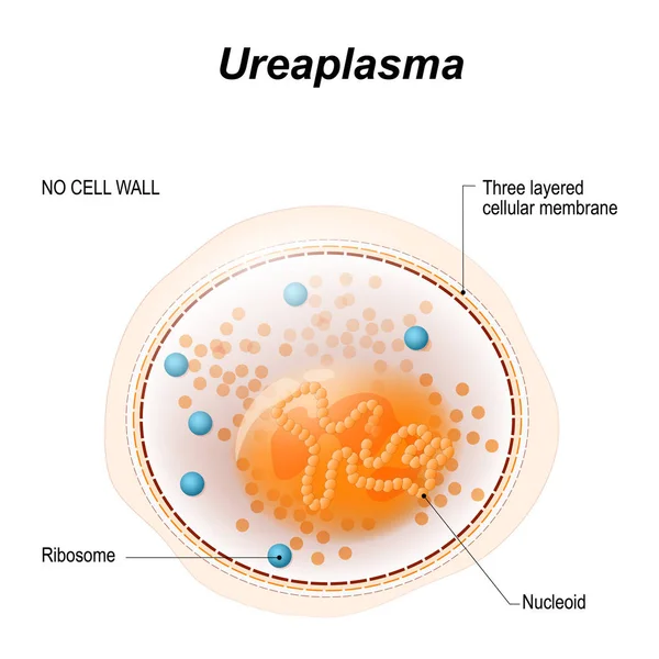 ウレアプラスマまたはマイコ プラズマの細胞 — ストックベクタ