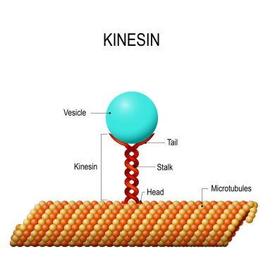 Structure of kinesin clipart
