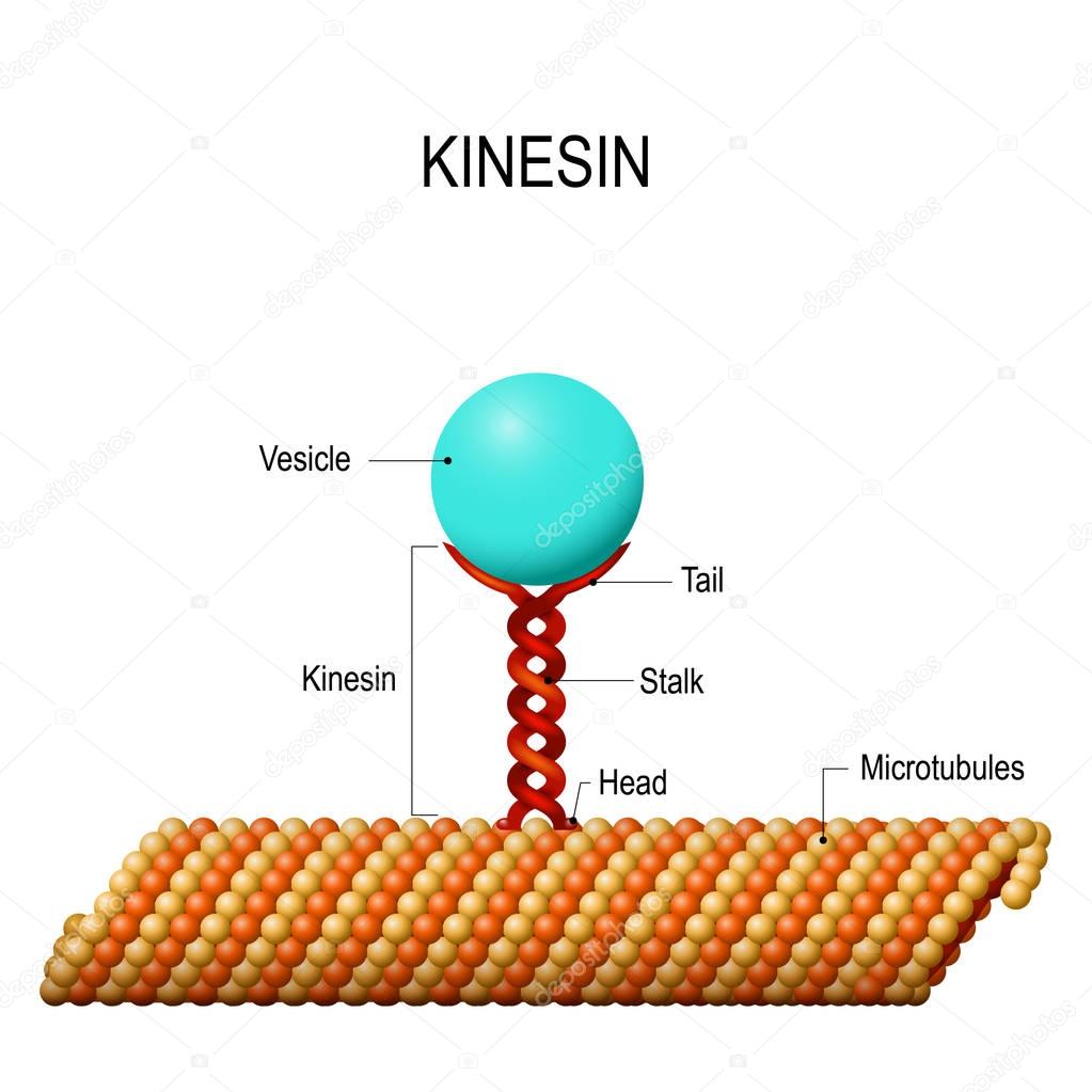 Structure of kinesin