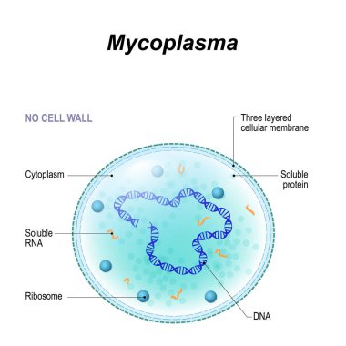 Mikoplazma hücre. Yapısı 
