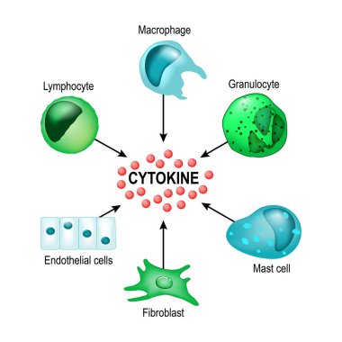 Cytokine. Vector concept clipart