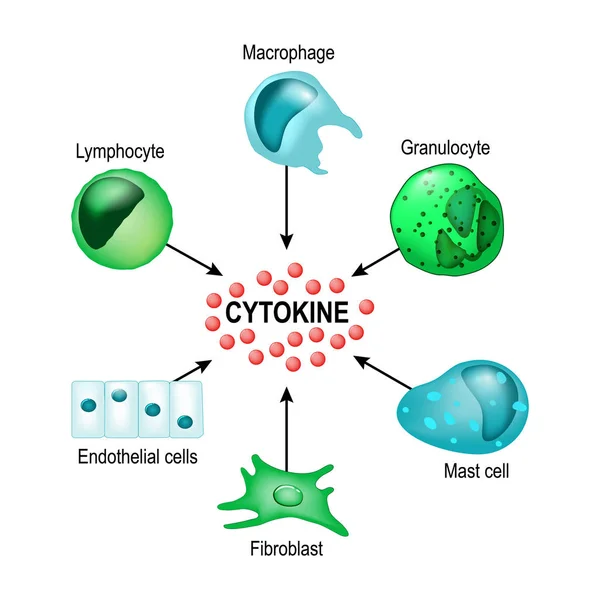 Cytokine. Vector concept — Stock Vector