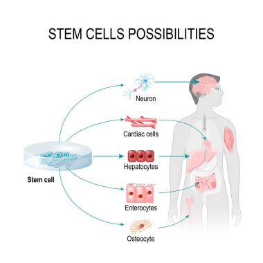 Stem cells possibilities clipart