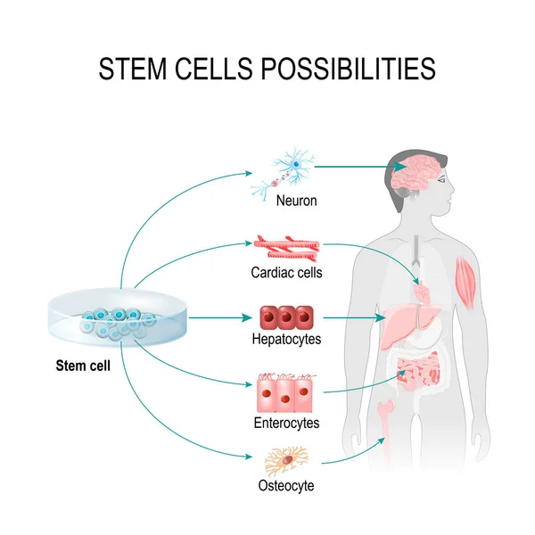 Возможности стволовых клеток — стоковый вектор