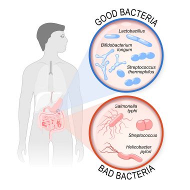 Probiotics. gut flora: Good and Bad bacteria.  clipart