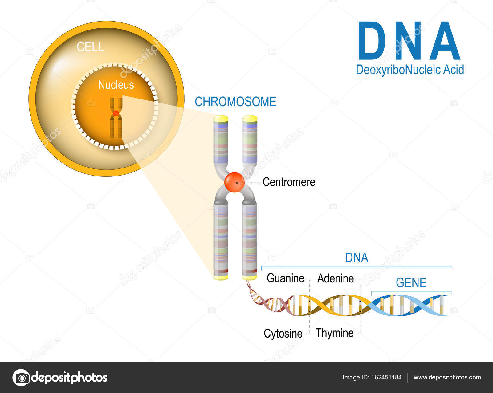 Cell Chromosome Dna And Gene — Stock Vector © Edesignua 162451184