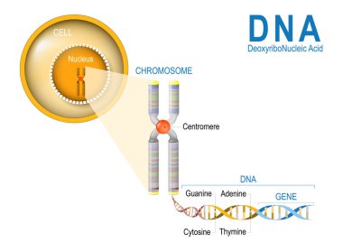 Cell, Chromosome, DNA and gene.  clipart