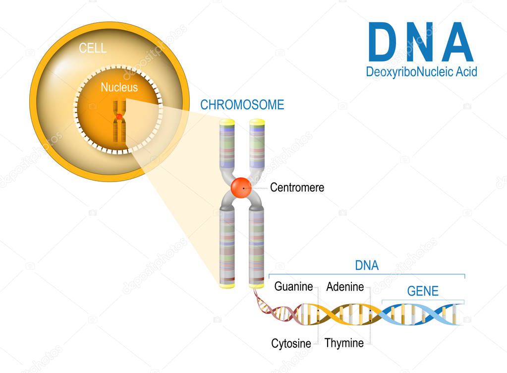 Cell, Chromosome, DNA and gene. 