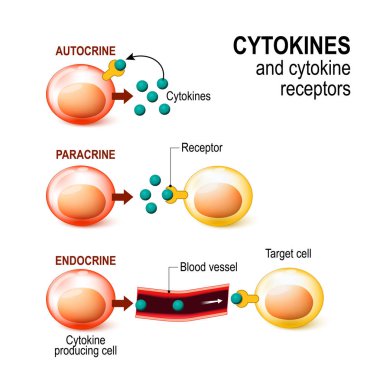 Cytokine receptor. signal transduction between cells. clipart