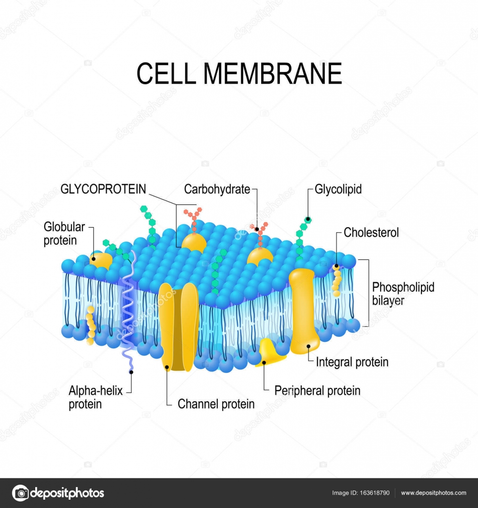 images Easy Cell Membrane Labeled https depositphotos com 163618790 stock illustration cell membrane vector html