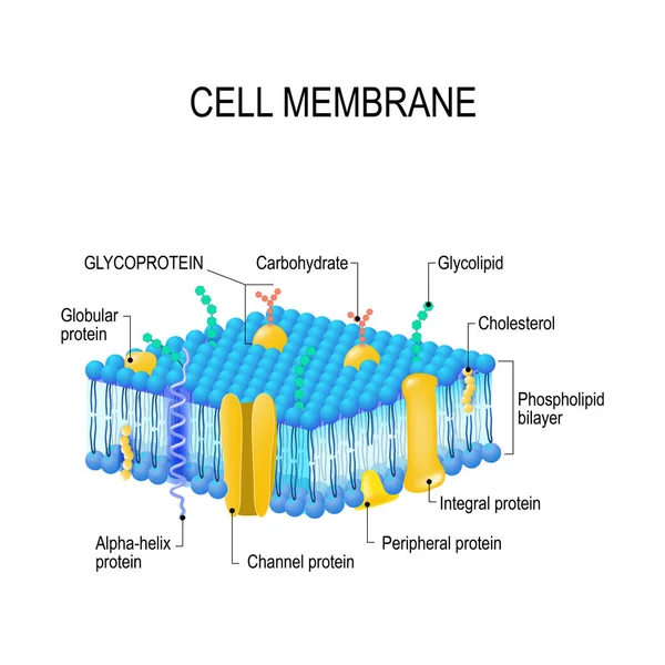 细胞膜。矢量 — 图库矢量图片