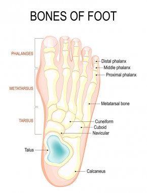 Bones of foot clipart
