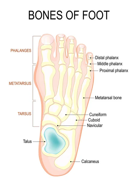 Bones of foot — Stock Vector