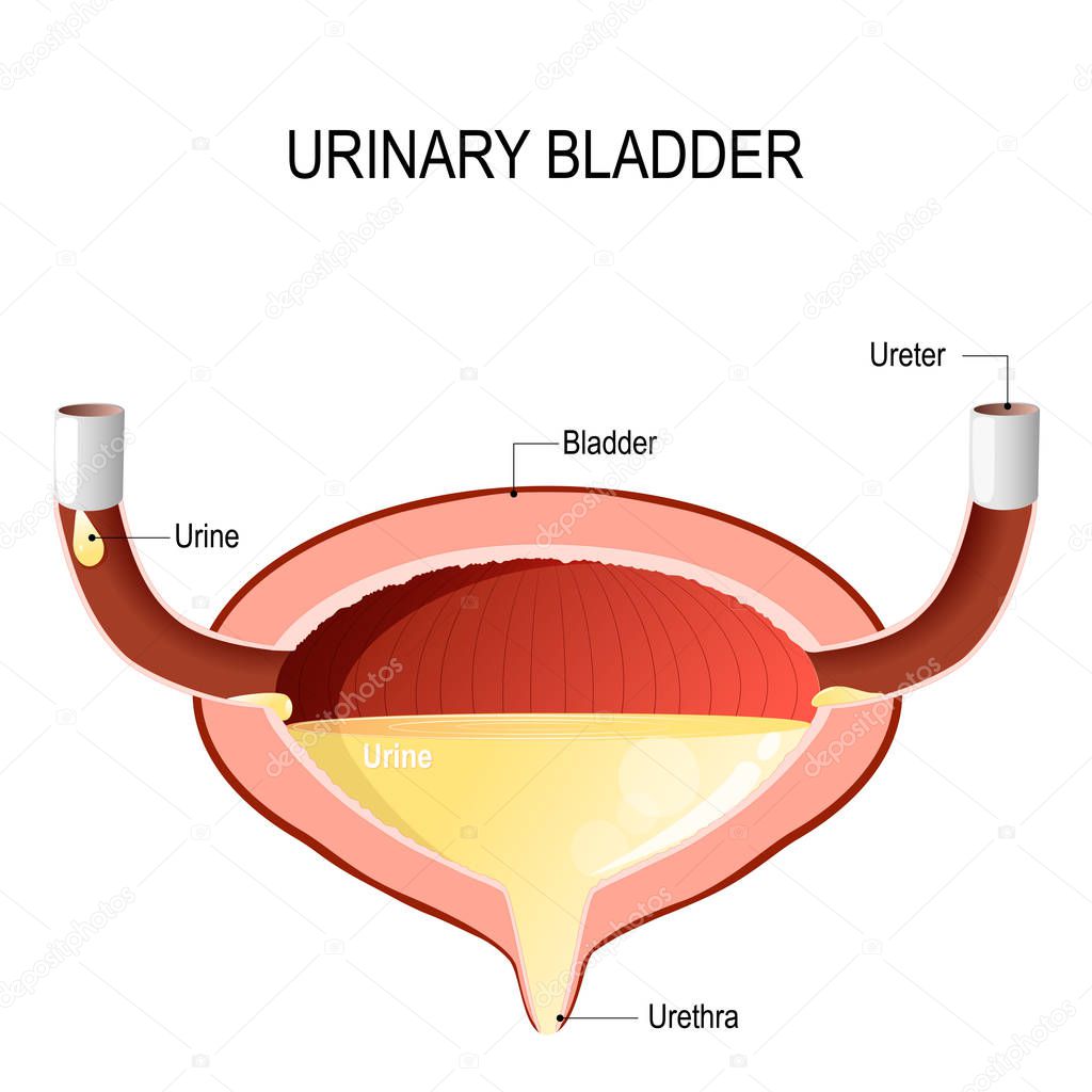 Urinary bladder with urine.