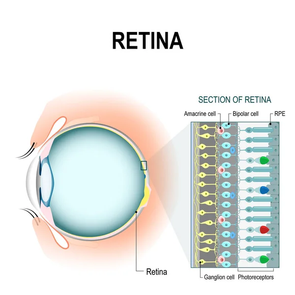 Retina sejtek: kúp és rúd sejtek — Stock Vector