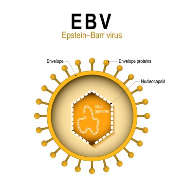 Ebv yapısı diyagramı
