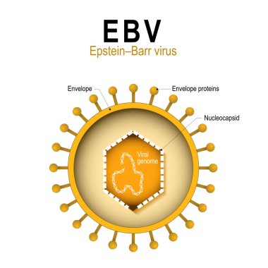 diagram of the structure of EBV clipart