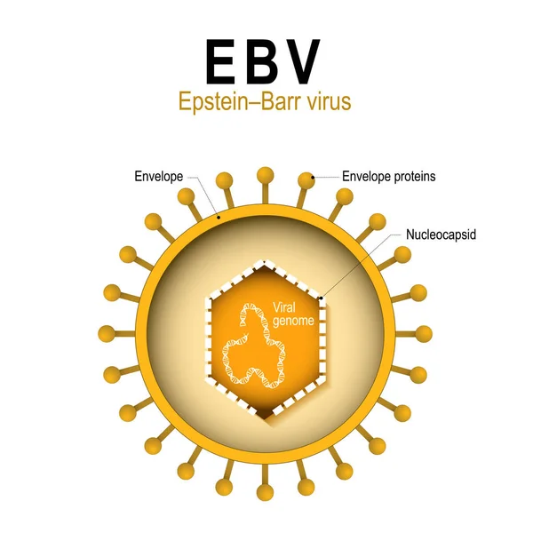 Virus Epstein-Barr - Wikipedia