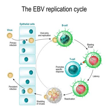 The Epstein-Barr virus replication cycle clipart