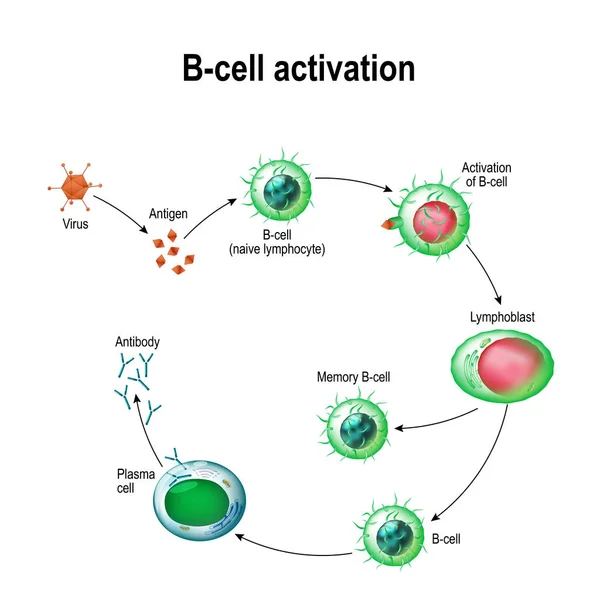 Активация B-клеточных лейкоцитов — стоковый вектор