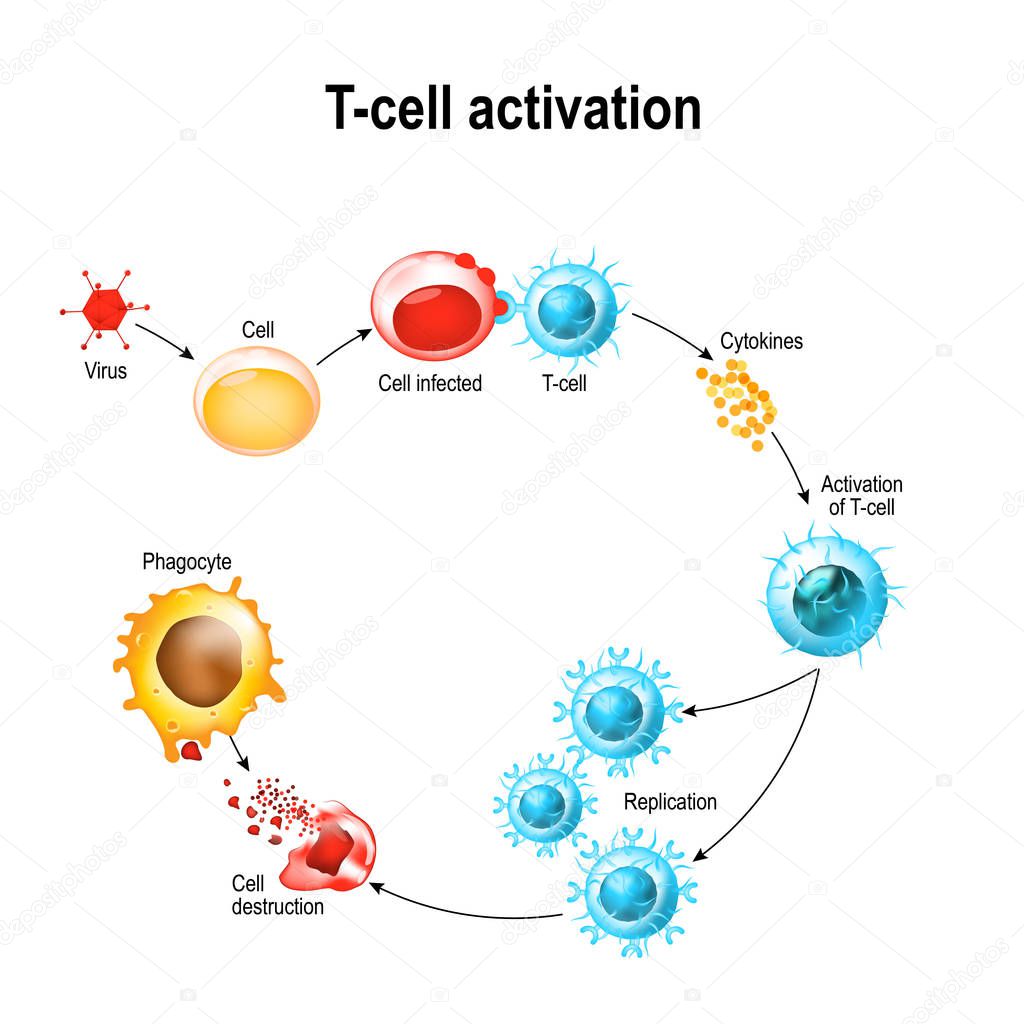Activation of  T-cell leukocytes