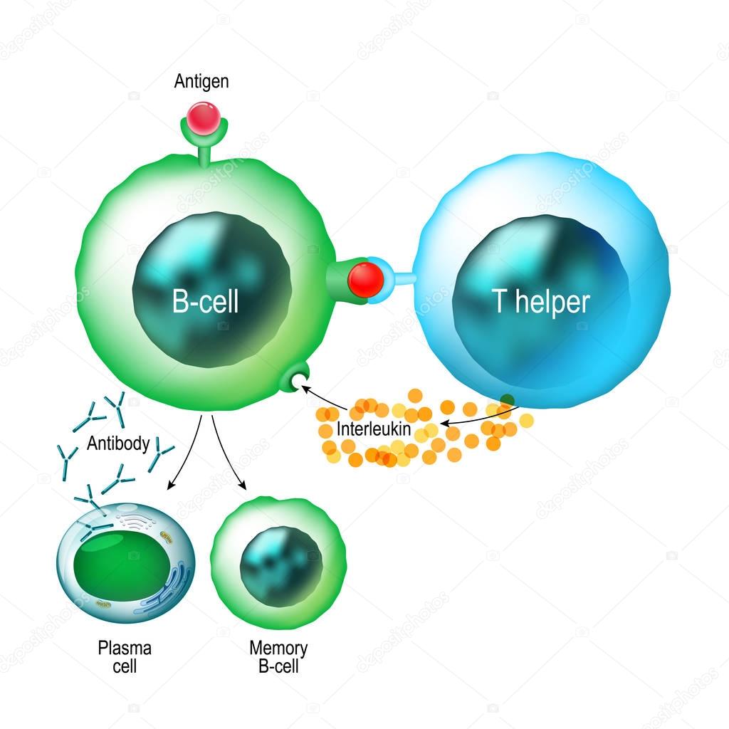 B-cell and T helper cells function.
