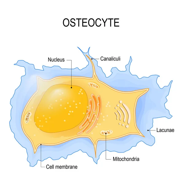 Osteócito. estrutura da célula óssea — Vetor de Stock